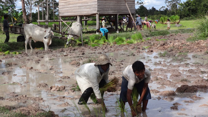 Agricoltura sostenibile in Cambogia