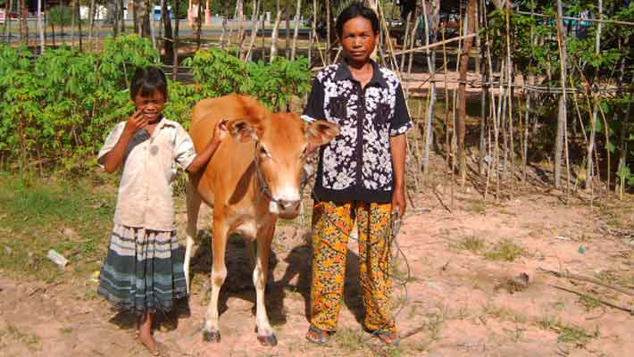 Cambogia: animali da cortile report